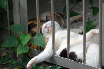 Картинка животные коты спящие кошки лапы расслабон тихий час сон