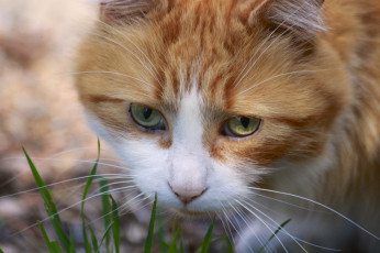 Картинка животные коты усы мордочка кошка