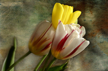 Картинка цветы тюльпаны трио бутоны фон