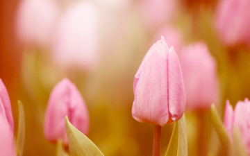 Картинка цветы тюльпаны бутоны розовые