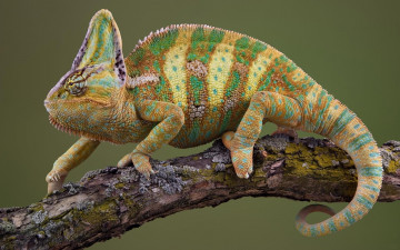 Картинка животные хамелеоны яркий ящерица хамелеон гребень ветка