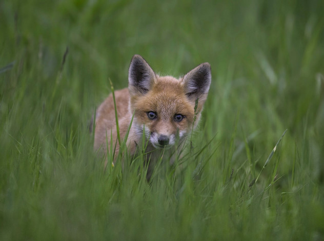 Обои картинки фото животные, лисы, трава, взгляд, лисёнок, лиса