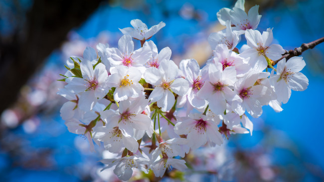 Обои картинки фото цветы, сакура,  вишня, весна, цветки, цветение, макро, вишня, ветка