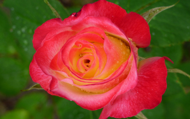 Обои картинки фото цветы, розы, макро, бутон, роза