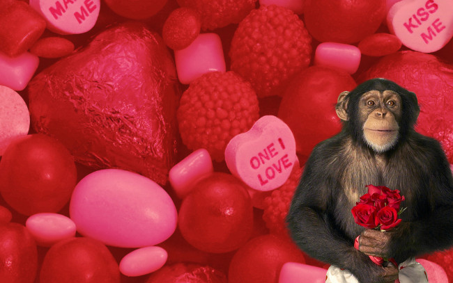 Обои картинки фото юмор и приколы, розы, сердечки, любовь, цветы, букет, шимпанзе, обезьяна, конфеты