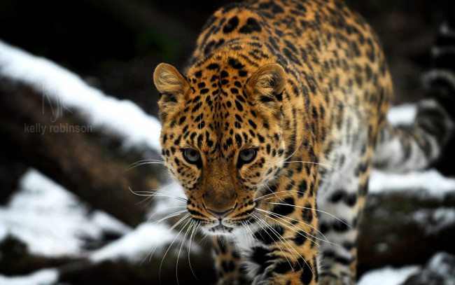 Обои картинки фото животные, леопарды, леопард, хищник, бревна, снег