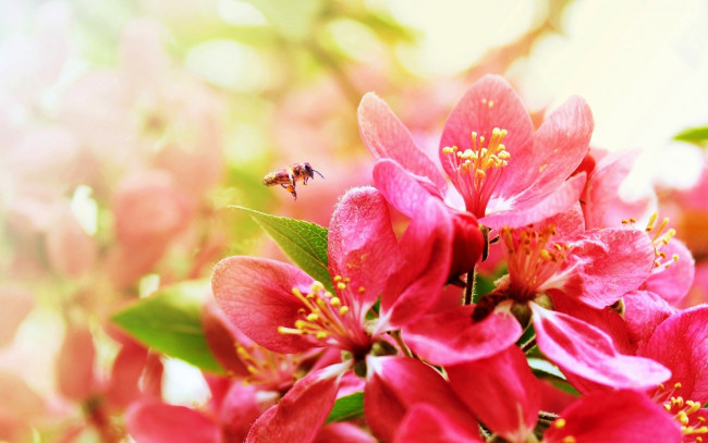 Обои картинки фото животные, пчелы,  осы,  шмели, цветы, нектар, пчела, цветение, весна