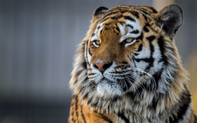 Обои картинки фото животные, тигры, морда, красавец, тигр, амурский, портрет