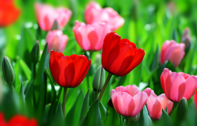 Обои картинки фото цветы, тюльпаны, весна, бутоны, красный