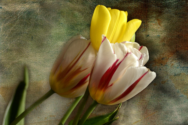 Обои картинки фото цветы, тюльпаны, трио, бутоны, фон