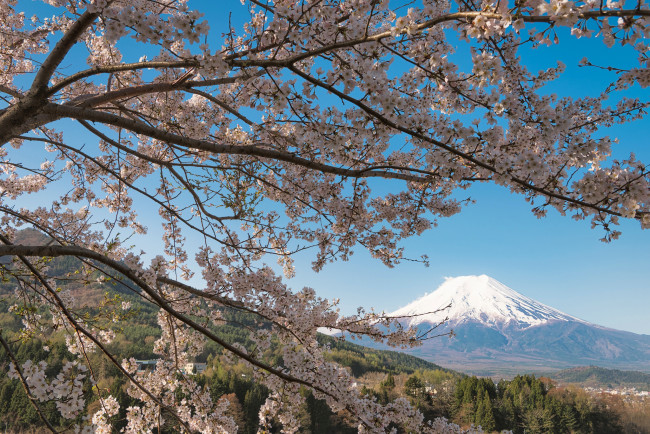Обои картинки фото цветы, цветущие деревья ,  кустарники, сакура, вулкан, гора, Япония, japan, mount, fuji, дерево, ветки, вишня, фудзи, фудзияма