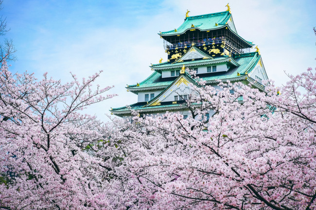 Обои картинки фото города, замки Японии, замок, Япония, сакура, пагода