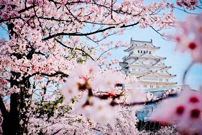 Обои картинки фото города, замки Японии, замок, Япония, весна, сакура, дворец, пагода