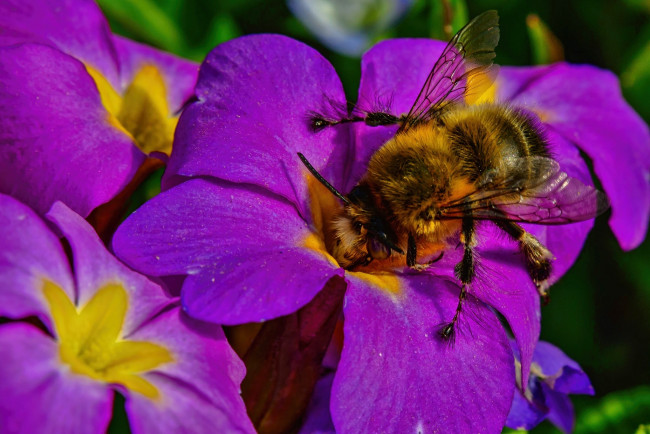 Обои картинки фото животные, пчелы,  осы,  шмели, цветы, насекомое, шмель, примула, макро