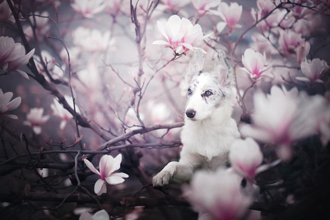 Обои картинки фото животные, собаки, магнолия, щенок, собака, бордер-колли, цветение, цветки, ветки