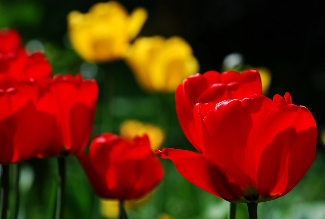 Обои картинки фото цветы, тюльпаны, боке, бутоны