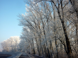 Картинка природа зима иней деревья
