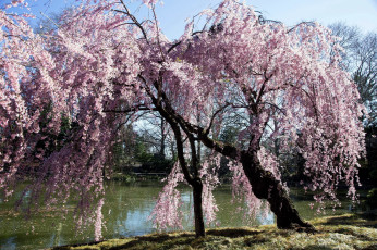 Картинка природа деревья дерево река весна