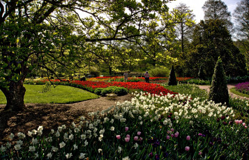 Картинка природа парк тюльпаны весна нарциссы клумбы