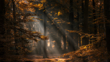 Картинка природа лес осень нидерланды деревья северный брабант north brabant netherlands