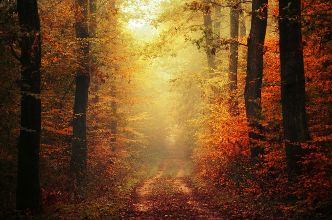 Обои картинки фото природа, дороги, path, woodland, trail, autumn, colors, foliage, fog, way, pathway, fall, mist, leaves