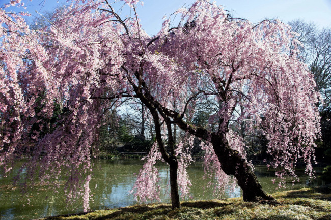 Обои картинки фото природа, деревья, дерево, река, весна