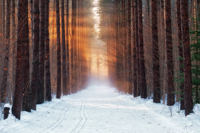 Обои картинки фото природа, дороги, утро, снег, лес, зима, холод