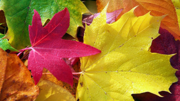 Картинка природа листья осень кленовые