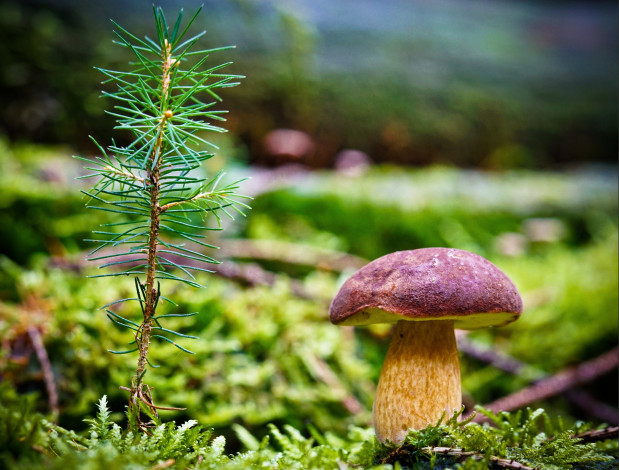 Обои картинки фото природа, грибы, польский, гриб