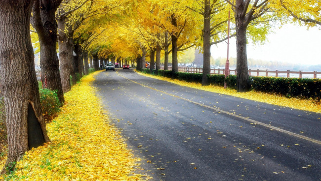 Обои картинки фото природа, дороги, шоссе, листопад, осень
