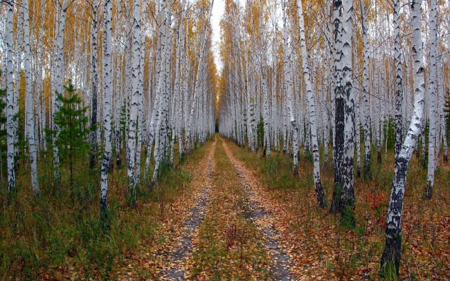 Обои картинки фото природа, лес, осень, березы, роща