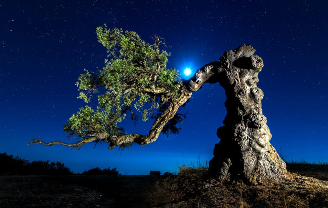 Обои картинки фото природа, деревья, ночь, ствол, звезды, луна