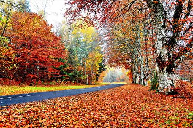 Обои картинки фото природа, дороги, листопад, осень, шоссе