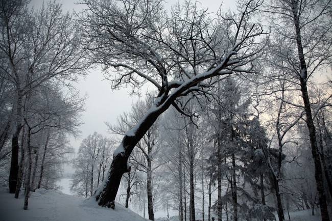 Обои картинки фото природа, зима, иней, снег