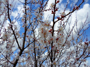 обоя цветы, цветущие деревья ,  кустарники, абрикос, цветение, апрель