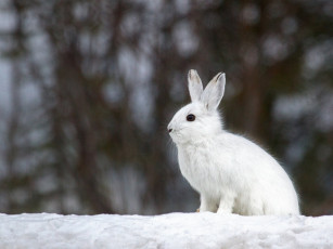 обоя животные, кролики,  зайцы, зима, снег, белый, заяц