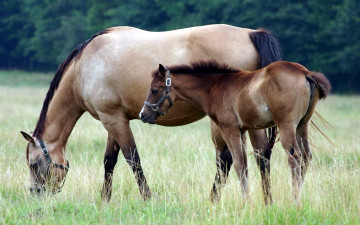 Картинка животные лошади трава жеребенок лошадь