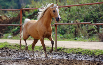 Картинка животные лошади ограда дорога грязь буланая лошадь