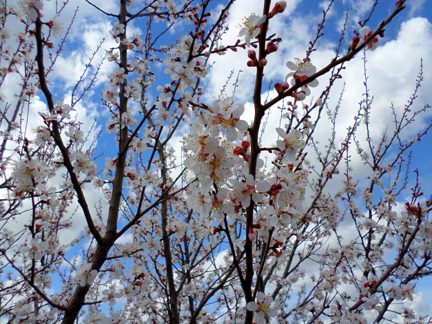 Обои картинки фото цветы, цветущие деревья ,  кустарники, абрикос, цветение, апрель