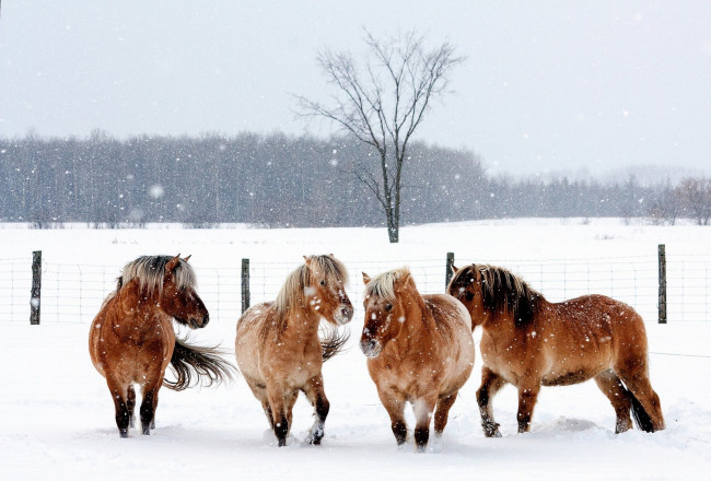 Обои картинки фото животные, лошади, загон, зима, снег, бурые