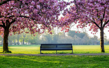 обоя природа, парк, весна, скамейка, цветение