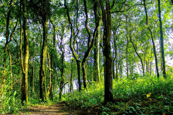 Картинка thailand природа лес