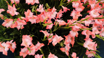 Картинка цветы гладиолусы розовые много