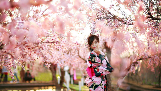 Обои картинки фото девушки, - азиатки, азиатка, кимоно, цветущий, сад, сакура