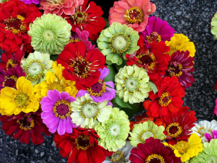 Картинка цветы цинния разноцветные много цветов циния