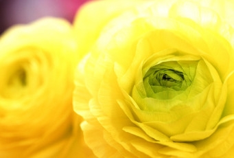 Картинка цветы ранункулюс азиатский лютик желтый макро лепестки