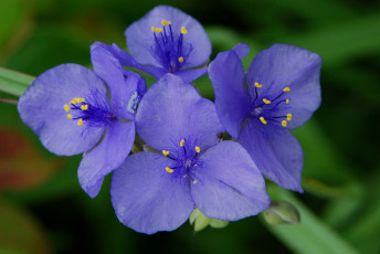 Картинка цветы традесканции лепестки синий