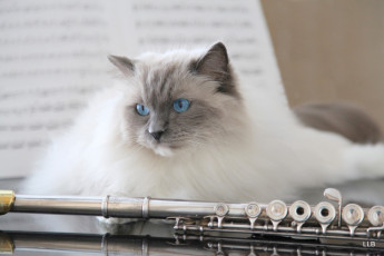 Картинка животные коты глаза шерсть ноты флейта сиамский длинношерстный