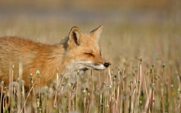 Картинка животные лисы одуванчики