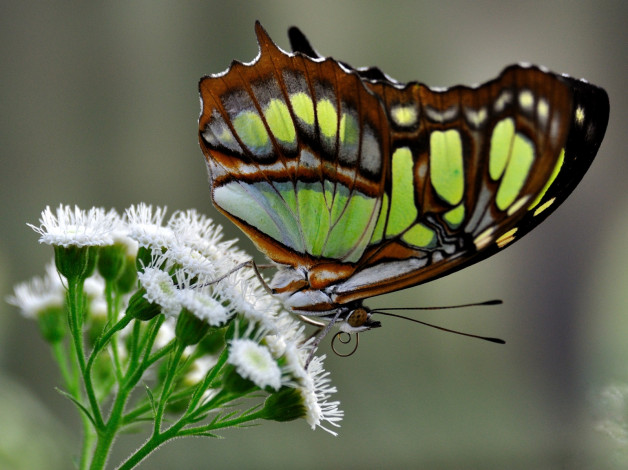 Обои картинки фото животные, бабочки, цветок, крылья